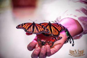 suelta de mariposas para bodas